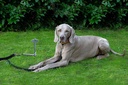 PeggyPeg PetPeg 2.0 Köpek Kazığı - 2