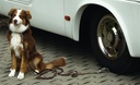 Köpek Bağlama Aparatı Dog-Sitter