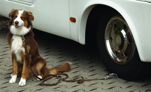 [REIMO-99313] Köpek Bağlama Aparatı Dog-Sitter